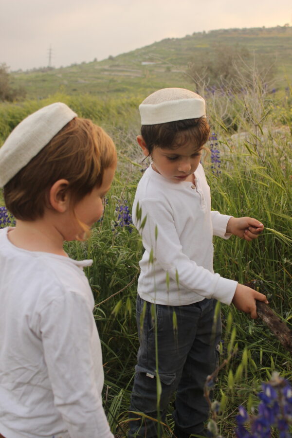 ⁦לבן מוזהב⁩ – תמונה ⁦2⁩