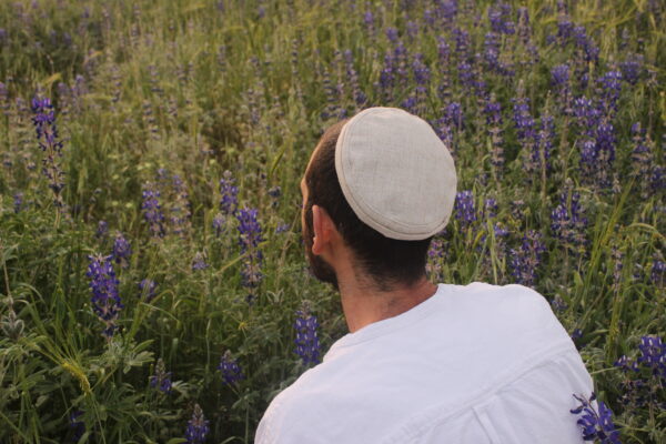 ⁦פשתן⁩ – תמונה ⁦5⁩