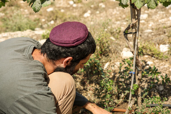 ⁦סגול חציל⁩ – תמונה ⁦5⁩
